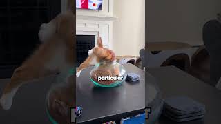 This Cat Is Obsessed With Sitting in Containers