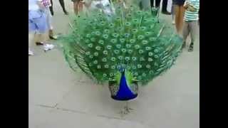 Amazing! Peacock Dance In Public