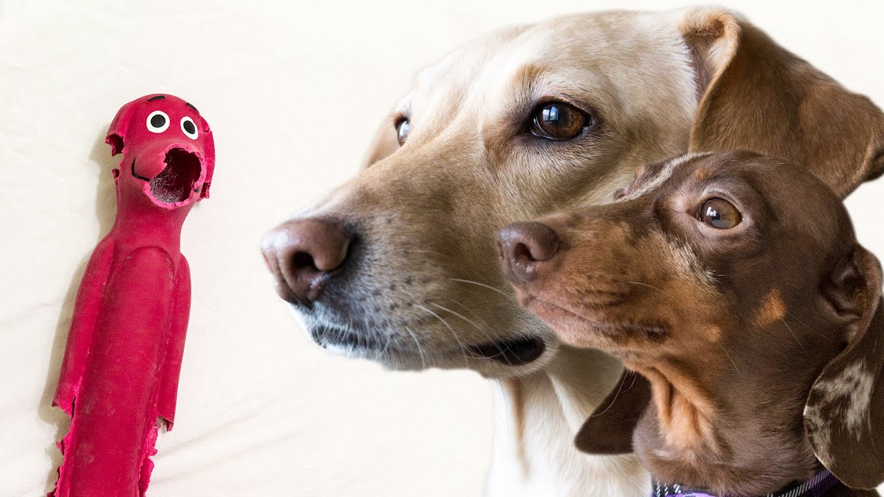 two-dogs-and-a-half-toy-youtube