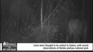 Incredible new footage of lion, thought to be extinct in the Gabon