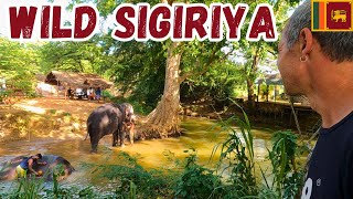 WILDLIFE EVERYWHERE | SIGIRIYA is a Jungle Paradise
