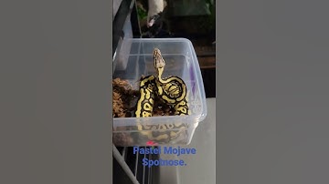 #snake #ballpython #animals #shorts #reptiles #ballpythonfeeding #subscribe #shortvideo #shortsfeed