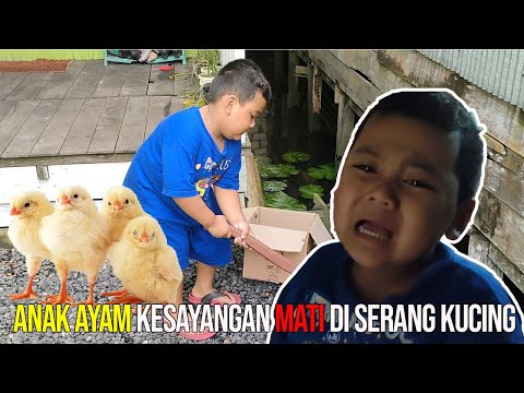 Video: Apa yang Anda katakan kepada seorang anak ketika hewan peliharaan mati?