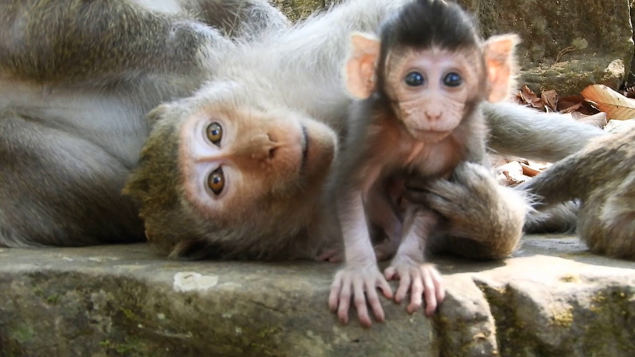 monkey costume 2t Brother protect baby every time _brother love baby monkey so much