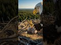 Snake Attacks Baby Eagles 😬 Watch the fierce battle unfold #wildlife #nature #predators