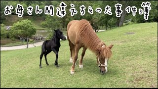 仔馬ちゃんのかわいい間違い！お母さん違うよ