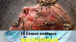 10 самых опасных насекомых в мире