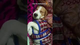 Sleeping like a king 😴💤 Snoring so loud even dreams need earplugs 😂🐶 #SnoreMode #DogSleep #funny