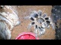 Tarantula feeding  #1 (super worms)