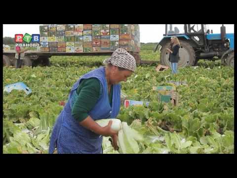 Образцовое хозяйство в Приволжске