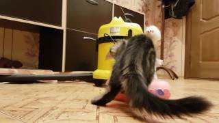 Коты играют мама спит Коты играют мама спит