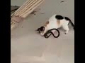 猫とヘビの戦い🐍 🐈‍⬛ #9
