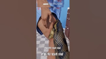 Cảnh tượng đáng sợ: trăn khổng lồ quấn chặt cơ thể nạn nhân😥