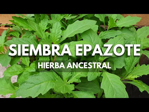Video: Cultivo de hierbas de epazote - Cómo cultivar plantas de epazote