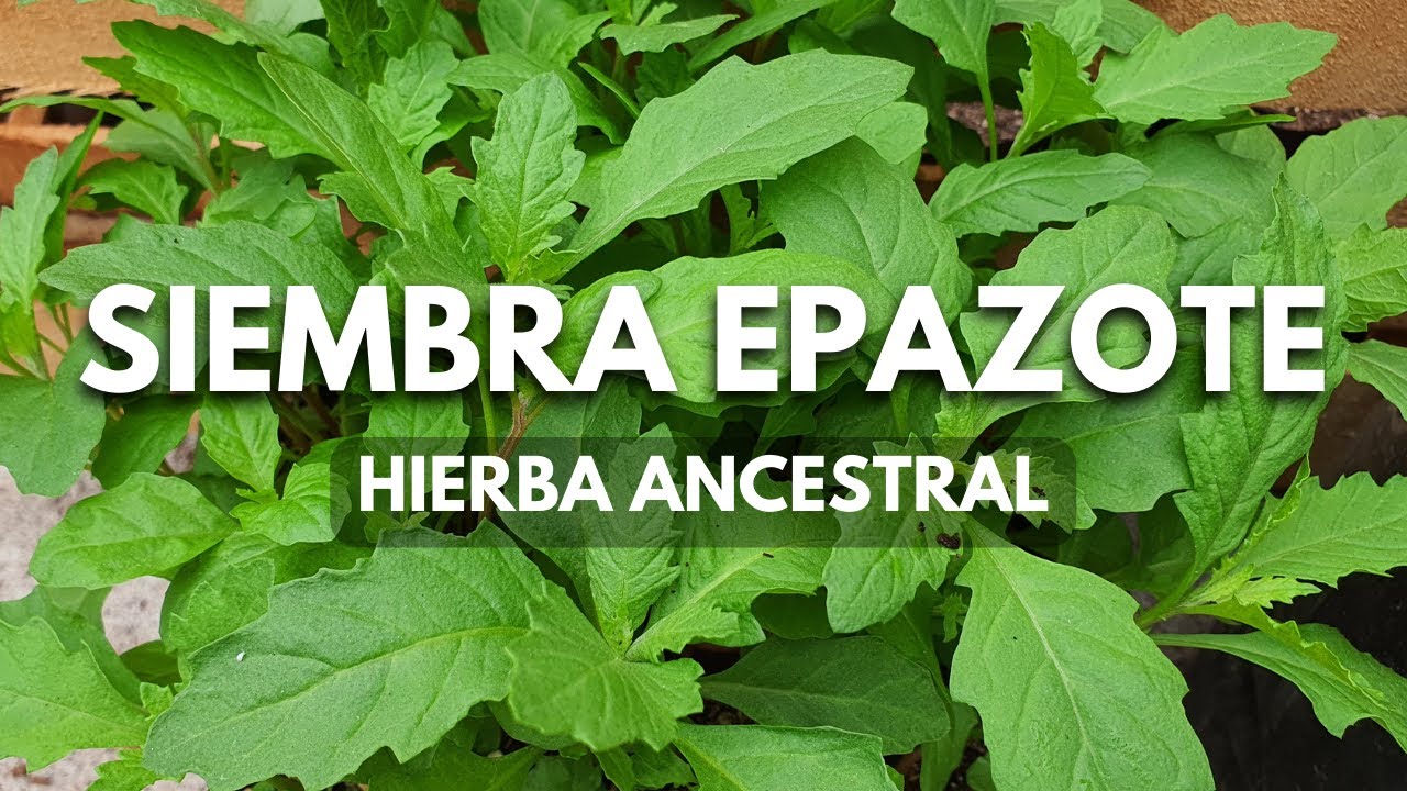 Cómo sembrar EPAZOTE en maceta/hierba aromática milenaria de fácil cultivo.