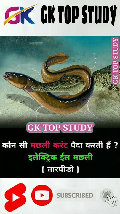#Shorts Kaun Si 🐟🐠🦈Machli current paida karti hai electric eel machhali tarpedo Gk Fact GK TOP STUDY