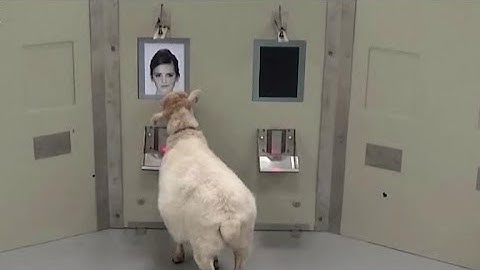 Sheep can recognize faces from photos