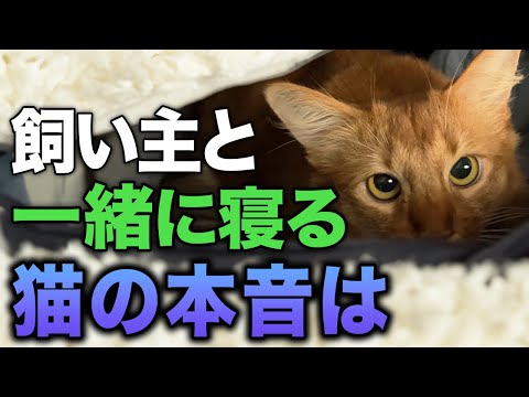 【完全版】猫が飼い主の布団に入ってくる理由7選