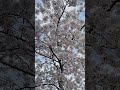 Вишня в цвету, вишневый цвет, дерево. Cherry blossom, flowers, tree. Kirschblüte, Blumen, Baum.