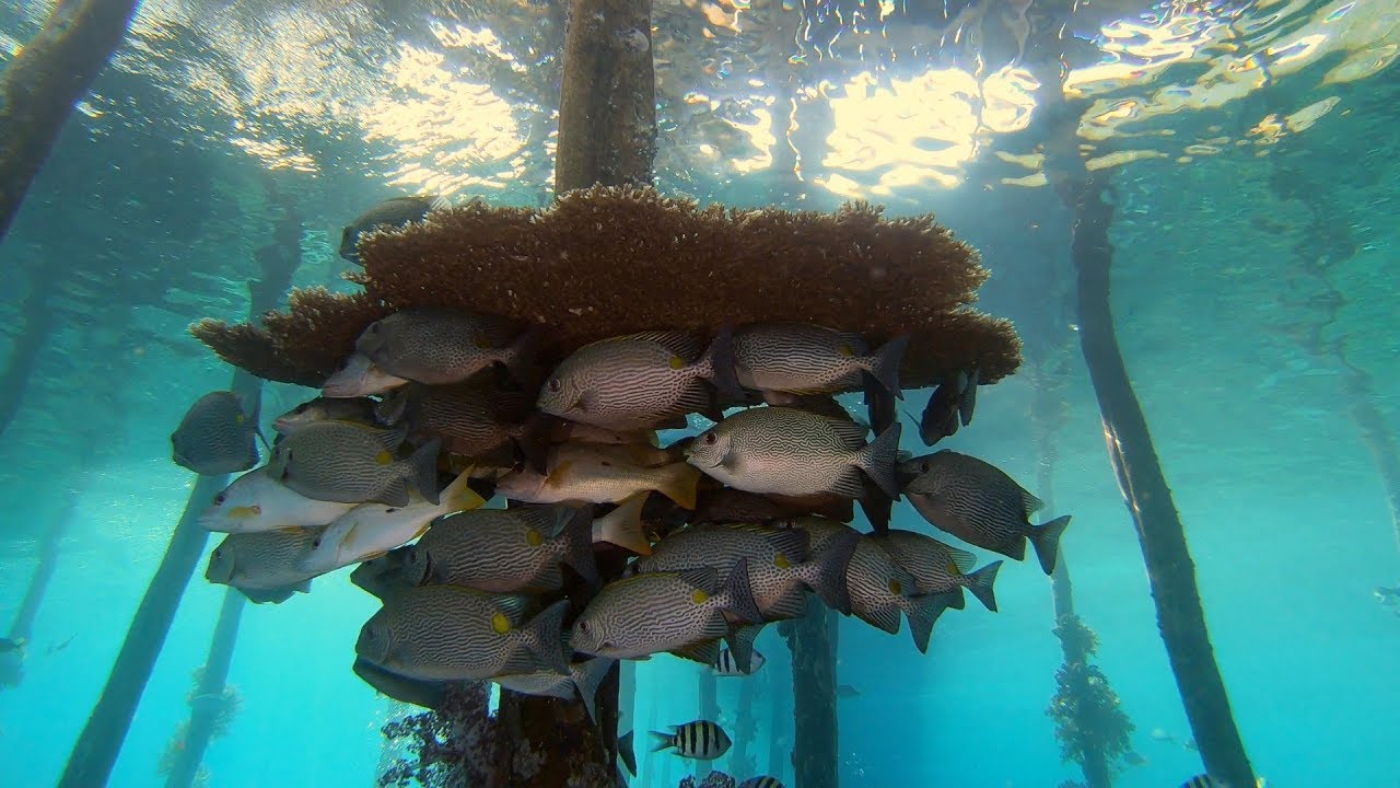 Diving Raja Ampat: Part 3