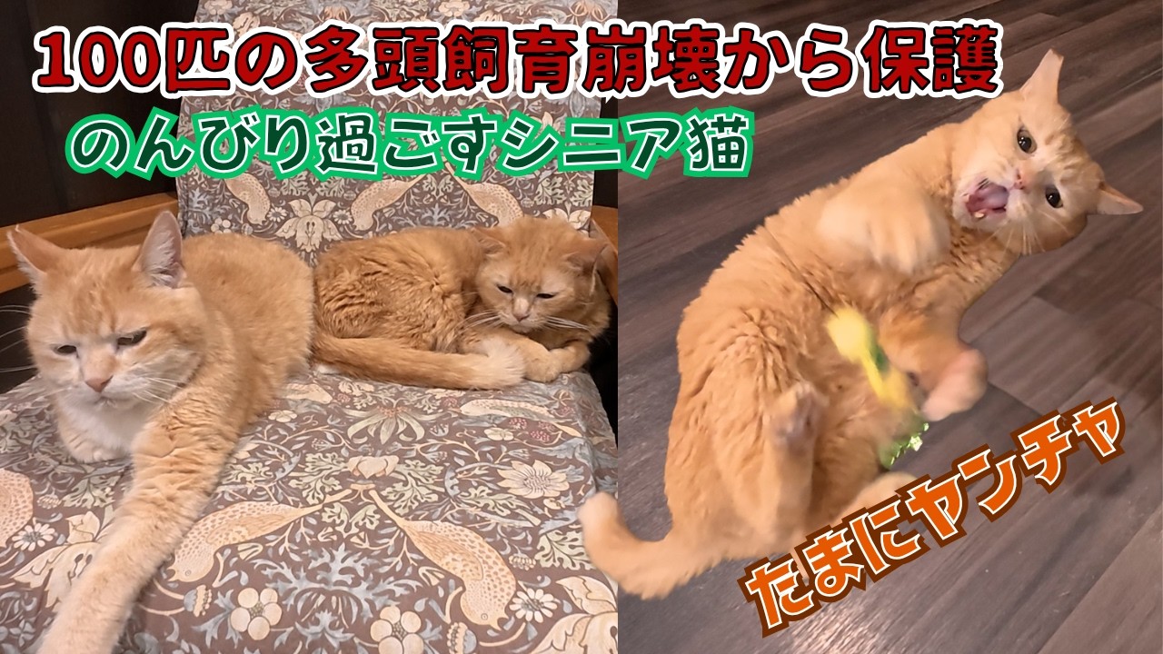 100匹の多頭飼育崩壊から保護の茶トラのシニア猫の穏やかな昼下がり（保護猫カフェcalm）豊中市100 Animal Hoardings - Rescuing Red Tabby Cats