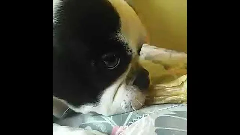 Не стоит дразнить собак (Vine)