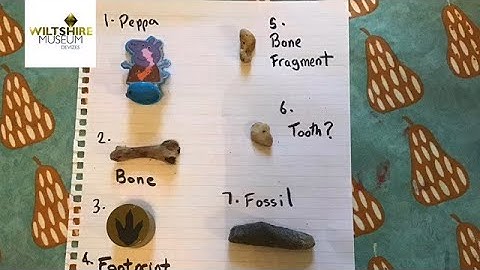 DIY @Home Childrens Activity: Making your own fossils