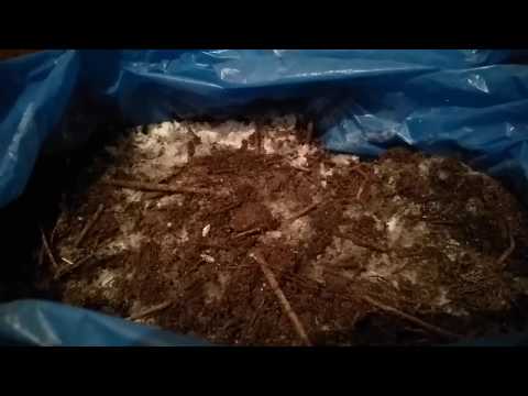 Проще такого способа выращивания королевской вешенки нет! Эринги на почве
