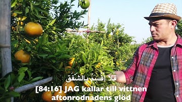 84. Al-Inshiqaq, Svenska, Hazza Al-Balushi, سورة الانشقاق