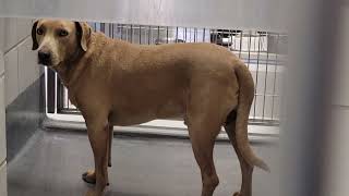 acs A650013