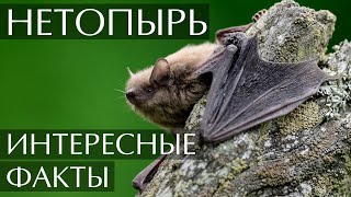 Нетопырь - Интересные Факты