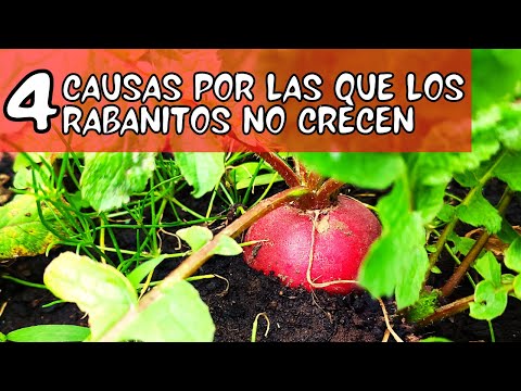 Video: Daikon - creciendo sin problemas