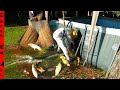 FISH FLOODING EVERYWHERE After POND EXPLODES!