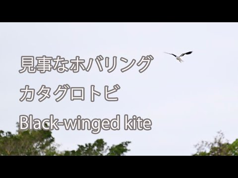 【見事なホバリング】カタグロトビ Black-winged kite