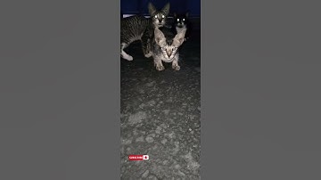 Suara Kucing-anak anak kucing lucu #shorts #kucing #kucinglucu #suarakucing