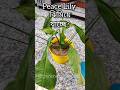 Peace Lily🌸 শুকনো হয়ে যাচ্ছে কী করবেন ? 🤔#shorts #indoorplants #trending #ytshorts #viral #garden