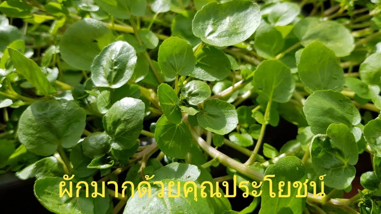 ปลูกและเก็บวอเตอร์เครสในกระถางHow to grow watercress in containers