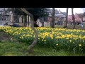 Shoppers churchyard enjoyed by pigeons