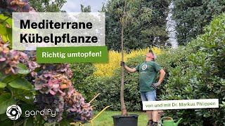 Wie topft man eine große mediterrane Pflanze um? Beispiel - Rarität: Australischer Flaschenbaum