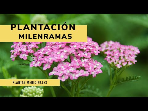 Video: Plantas resistentes de milenrama: aprenda sobre las variedades de milenrama para los jardines de la zona 5