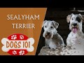 Dogs 101 - SEALYHAM TERRIER - Top Dog Facts About the Sealyham Terrier