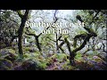 UK's Southwest Coast - Landscape Film Photography (Wistman's Wood, Land's End, Gara Rock)