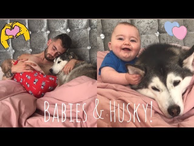 My Husky thinks she is my babies Mum!!