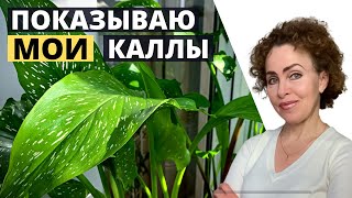 Комнатные КАЛЛЫ. Обзор моих калл.