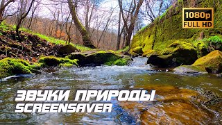 Живая Природа - Река | Лето | Звуки Природы | Звуки Реки | Шум Реки | Антистресс | Заставка Для Тв