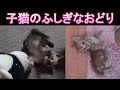 子猫のふしぎなおどり詰め合わせ の動画、YouTube動画。