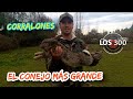 EL CONEJO MÁS GRANDE!!, Caceria de conejos en chile, conejiadas en chile @CAZAYPESCA _LOS300