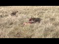 EPIC Kill - Maasai Mara August 2021