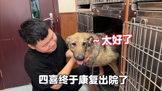 Kang Yi, a dog with hernia, was discharged from the hospital with a mild face.