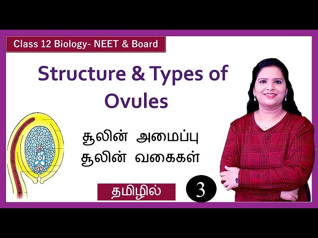 Structure of Ovule | Megasporangium class=